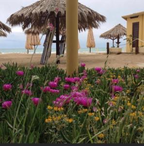 a field of flowers in front of a beach at Hotel Cerrano in Silvi Marina