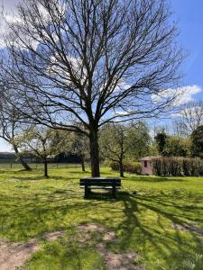 a park bench under a tree in a field at Moorhuus - Paradies am Wilden Moor in Winnert +2 photos