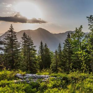 a view of a forest with mountains in the background at Auberge d'Aillon et d'Ailleurs in Aillon-le-Jeune