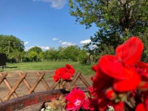 um ramo de flores vermelhas em frente a uma cerca em Kisdió Vendégház em Dég