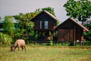 a sheep grazing in a field in front of a house at The Gemalai Village in Pantai Cenang