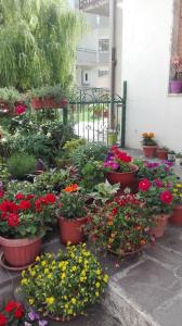 un mazzo di fiori in vasi in un giardino di B&B A casa di Carla a Castelsaraceno