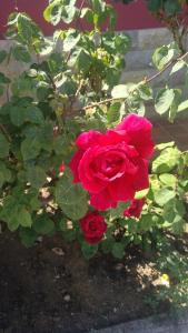 un grupo de rosas rojas en un arbusto en Apartamentos La Ardina, en Celorio