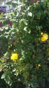 un arbusto con flores amarillas y hojas verdes en Apartamentos La Ardina, en Celorio