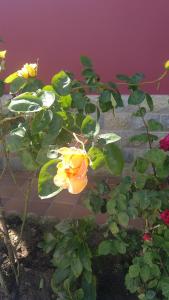 eine gelbe Rose auf einer Pflanze mit grünen Blättern in der Unterkunft Apartamentos La Ardina in Celorio
