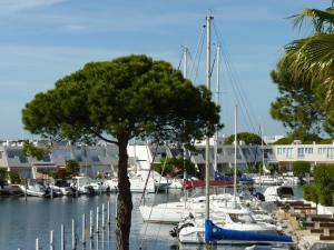 eine Gruppe von Booten, die in einem Yachthafen mit einem Baum angedockt sind in der Unterkunft Sol-y-Days Darse, Superbe appartement de type Marina avec belle terrasse vue port de plaisance in Le Grau-du-Roi
