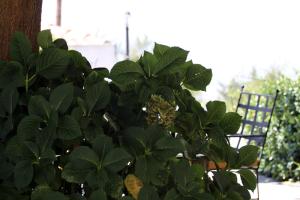 Vonkajšia záhrada v ubytovaní Guesthouse Kolenti