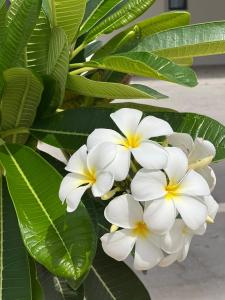 a bunch of white flowers with green leaves at Relaxing villa with access to pool and beach in Ras al Khaimah