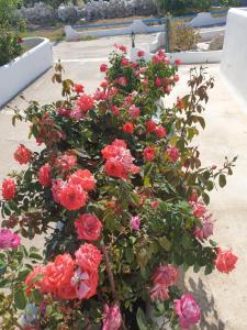 アダマスにあるAlice Maisonette & Studiosの鉢の中のピンクのバラ