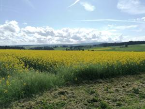 um campo de flores amarelas no campo em Ferienwohnung Hasenfratz em Löffingen