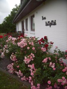une brousse de fleurs roses devant une maison dans l'établissement Haus-Halligblick-Ferienwohnung-Pellworm, à Dagebüll