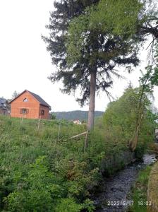 a tree and a house on a hill with a creek at Domek nad Potokiem in Szczytna