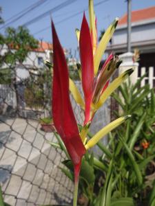 Fotografie z fotogalerie ubytování Skybird Homestay v destinaci Hoi An