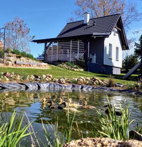 a group of ducks swimming in a pond in front of a house at Agroturystyka u Cezarego in Liniewo