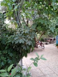 Photo de la galerie de l'établissement Eucalyptus Pension, à Patara