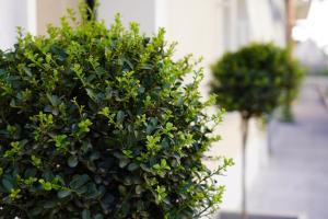 a green bush in front of a building at 4ROOMS b&b - HOLIDAY HOME in Lamezia Terme