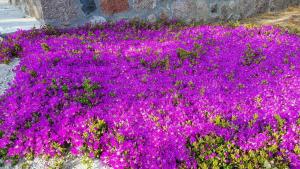 un letto di fiori viola in un giardino di Assos Nazan Motel Restoran Beach a Sokakagzi