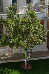 a small tree in front of a building at Costa Maya Bodrum in Bodrum City