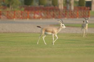 Al Maya Island & Resort