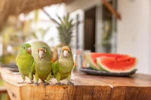 El Paredón Buena VistaLuna Rossa的相册照片 更多19张照片