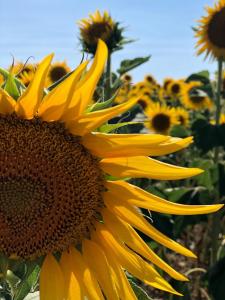 a large sunflower in a field of sunflowers at Lucignano apartments in Lucignano