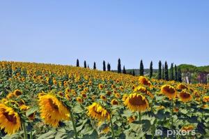 a large field of sunflowers with trees in the background at Lucignano apartments in Lucignano
