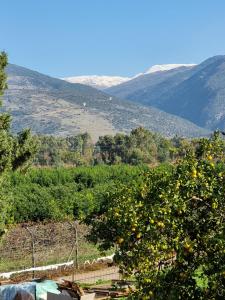 a tree with oranges on it with mountains in the background at אל מול חרמון- דירה באווירה כפרית עם נוף לחרמון in Sheʼar Yashuv