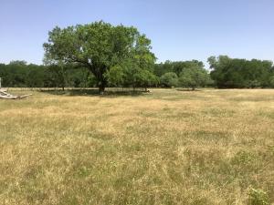 un gran campo con un árbol en el medio en Constantino Farms Campsites Tent Camping, en Wilson