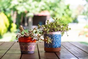 two potted plants sitting on top of a wooden table at Villa Menie - Golden Fig Sykia lodge in Paralia Sikias