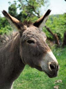 Altri animali domestici presso l'appartamento o nei dintorni
