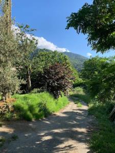 A CANTINA في Ucciani: طريق ترابي فيه اشجار وجبل في الخلف