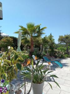 a garden with a lot of plants and palm trees at Les ailes d'un reve in Vidauban