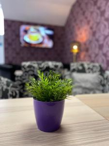 een paarse potplant bovenop een tafel bij Hotel Boutique Centro BBB Auto check in in Benidorm