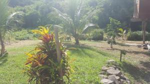 un giardino con palme e erba e una casa di Magnifique maison en bois avec piscine a Sainte-Anne