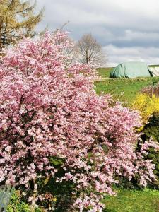 een struik met roze bloemen naast een tent bij Ferienwohnung auf dem Fischer-Hof in Stolpen