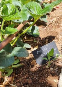 Kép Eco Finca Sa Becadeta szállásáról Llucmajorban a galériában