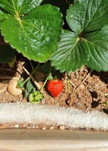 Kép Eco Finca Sa Becadeta szállásáról Llucmajorban a galériában