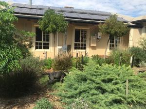 a dog standing in the yard in front of a house at Birdsong Gardens in Quorn +31 photos