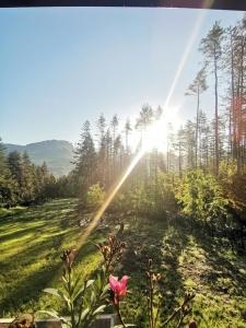 uma flor rosa num campo com o sol a brilhar através das árvores em Арборетум Вила & Ресторант em Teteven