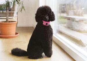 un caniche negro sentado frente a una ventana en Schöne Unterkunft Nähe Schweiz, en Gottmadingen