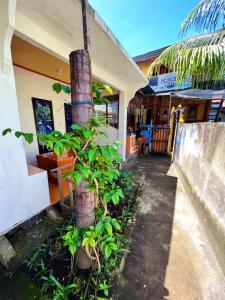 Gallery image of Aladdin Homestay in Gili Air