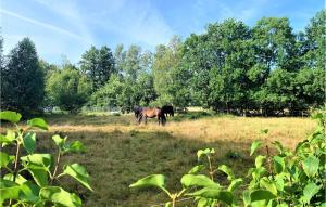un caballo marrón parado en un campo con árboles en Nice Home In Ängelholm With Wifi, en Ängelholm 9 fotos más