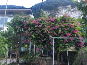 a tree with pink flowers in front of a house at Cat Ba Countryside Homestay in Cat Ba