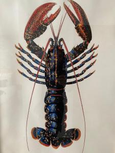 a lobster on display on a wall at Hôtel L'Albatros in Saint-Trojan-les-Bains