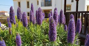 Vonkajšia záhrada v ubytovaní Villa Omega Kefalonia