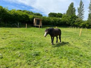 Fotografie z fotogalerie ubytování Neddys Rest Luxury Horsebox Stay v destinaci Battle