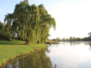 a weeping willow tree next to a river with ducks at Klein Paradys Parys in Parys