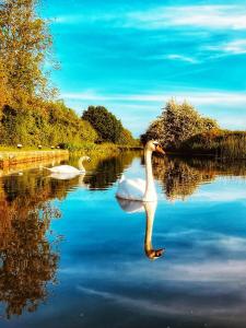 twee witte zwanen zwemmen op een meer bij Swan Path Retreat - 2 Bedroom Apartment in Heybridge