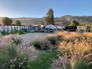 a garden with grass and plants in a yard at La Finca de Vane in Valle de Guadalupe