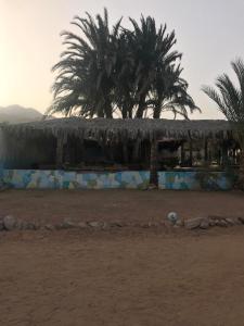 a building with palm trees and a soccer ball at sababa village in Nuweiba